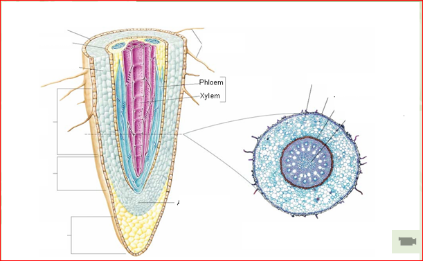 Bài 1: Sự hấp thụ nước và muối khoáng ở rễ - Lecttr